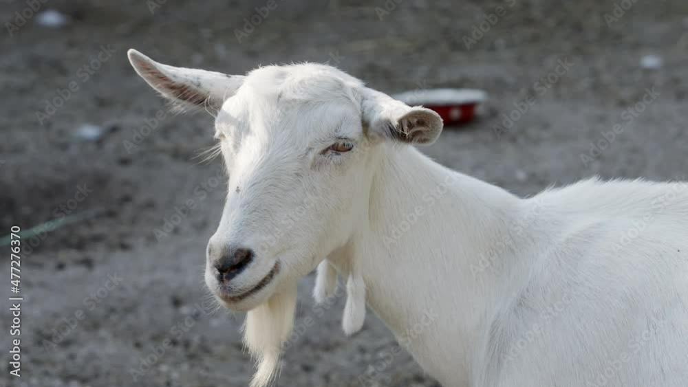 Milk white goat chews green grass in the field, full udder with milk, food for little kids, livestock raising on the farm, farming, walking pets on the ranch, healthy goat concept Milk white goat chews green grass in the field, full udder with milk, food for little kids, livestock raising on the farm, farming, walking pets on the ranch, healthy goat concept