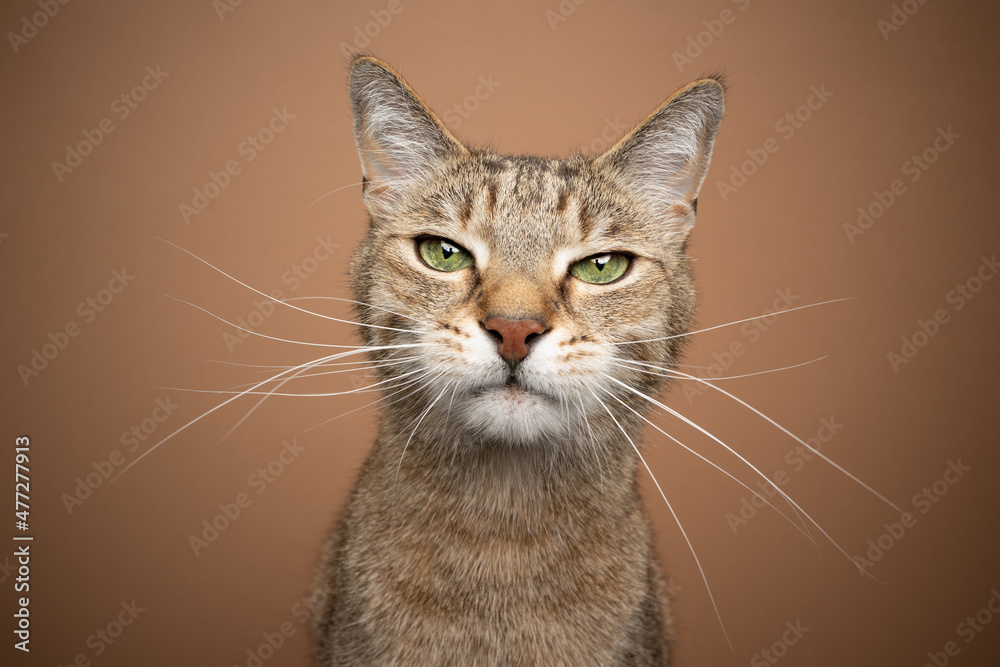 light brown cat with green eyes and long white whiskers looking at camera portrait on brown background