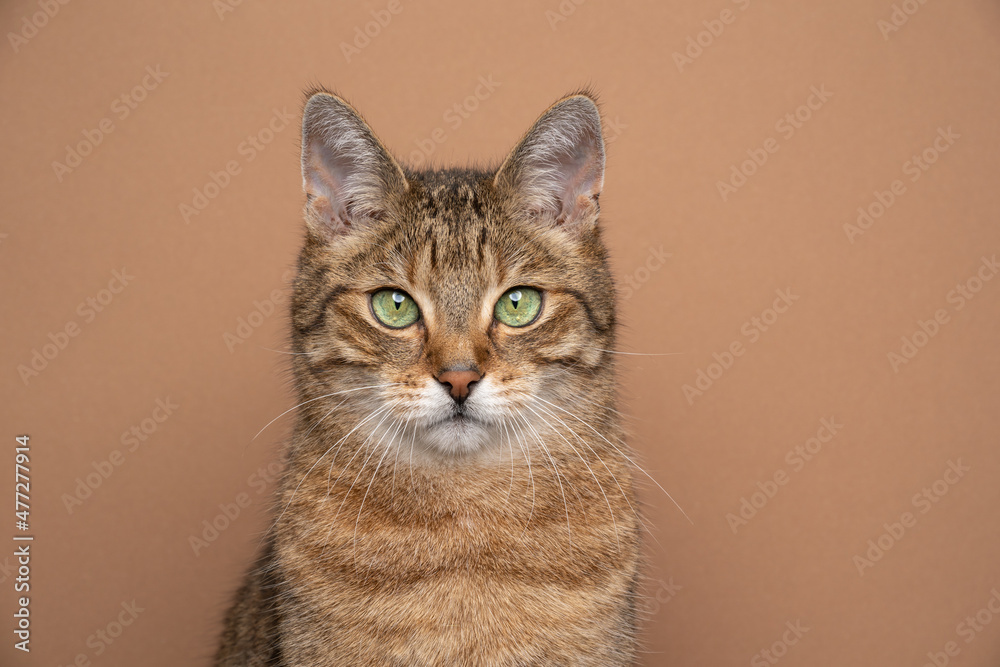 beautiful golden tabby shorthair cat with green eyes portrait on light brown background looking cute with copy space