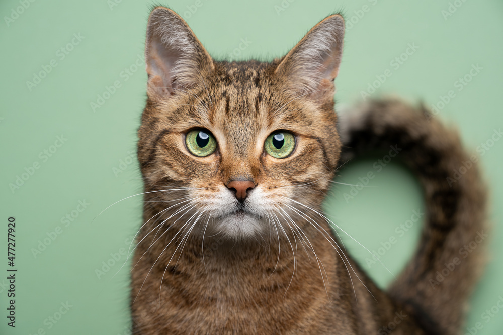 green eyed golden brown tabby cat looking at camera portrait on green background with bent tail