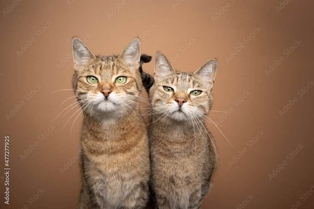 two brown tabby cat siblings standing side by side looking at camera tone on tone portrait on brown background with copy space