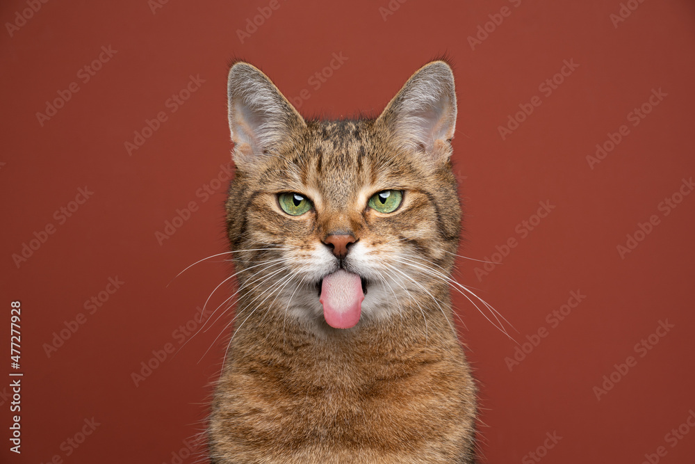 naughty golden brown tabby cat sticking out tongue on red-brown background with copy space