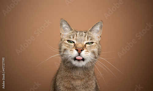 naughty brown tabby cat sticking out tongue tone on tone portrait on brown background with copy space © FurryFritz