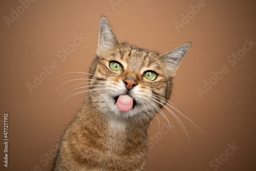 naughty cat sticking out tongue. light brown tabby kitty with green eyes making funny face on brown background looking at camera © FurryFritz
