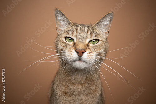 light brown cat with green eyes and long white whiskers looking at camera portrait on brown background © FurryFritz