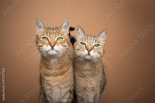 two brown tabby cat siblings standing side by side looking at camera tone on tone portrait on brown background with copy space © FurryFritz