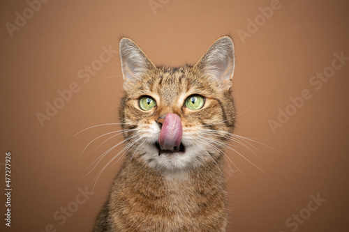 hungry green eyed tabby cat licking lips waiting for food tone on tone portrait on brown background © FurryFritz