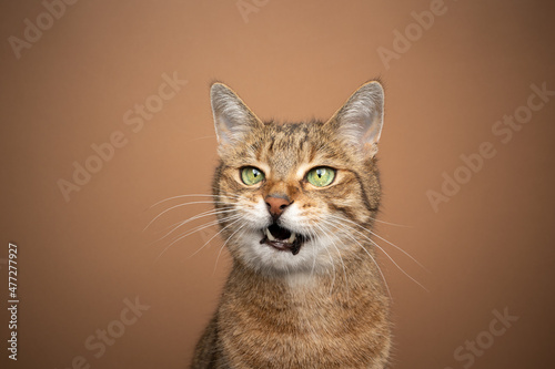 brown tabby cat making angry face with mouth open meowing tone on tone portrait on brown background