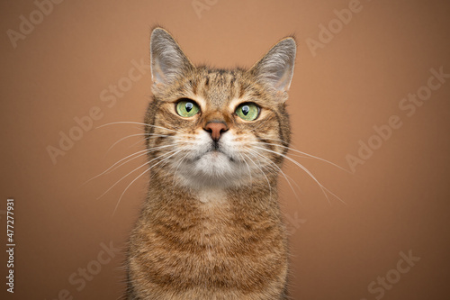 cute cat portrait light brown tabby kitty with green eyes looking curiously tone on tone portrait with copy space © FurryFritz
