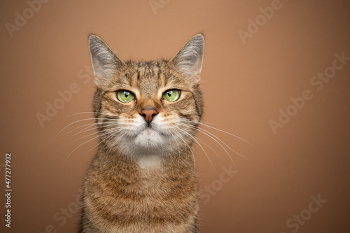 cute cat portrait light brown tabby kitty with green eyes looking at camera tone on tone portrait with copy space