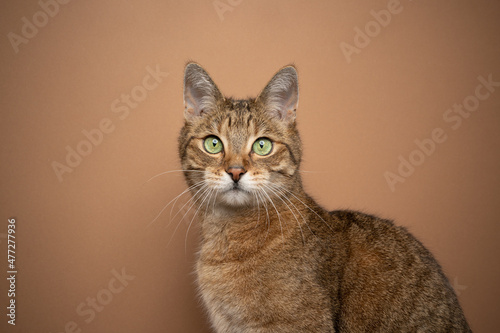 beautiful light brown tabby cat with green eyes portrait on brown background with copy space