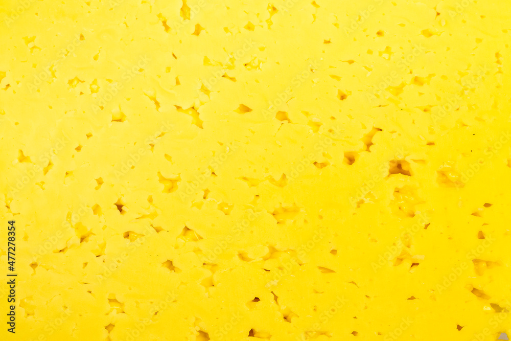 cut of natural milk cheese for the backdrop cut of natural milk cheese for the backdrop