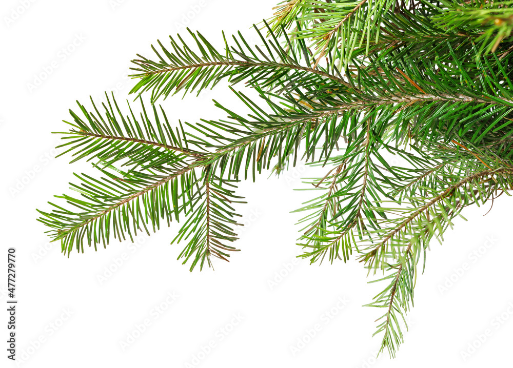 Fir branch of green needles isolated on white background.