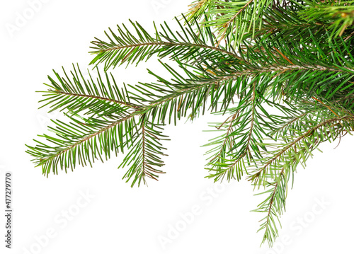 Fir branch of green needles isolated on white background.
