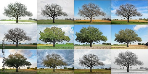 Baum von Januar bis Dezember
