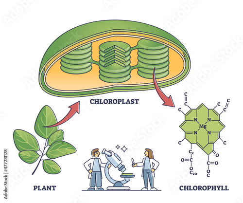 Chlorophyll and chloroplast from plant to chemical formula outline diagram. Labeled educational scientific closeup with green leaves structure explanation from biochemistry side vector illustration. photo