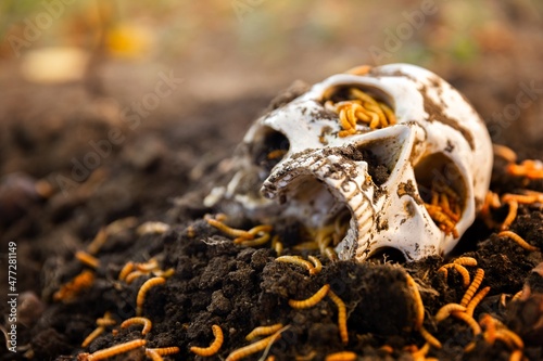 Foto Maggots crawling on dead skull closeup photo