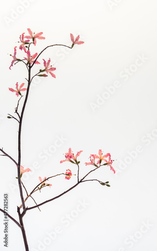 The beautiful Gossypium brasiliense Macfadyen or Brazil kapok and black branches stretch are isolated on white background , look like a Chinese flower ink painting