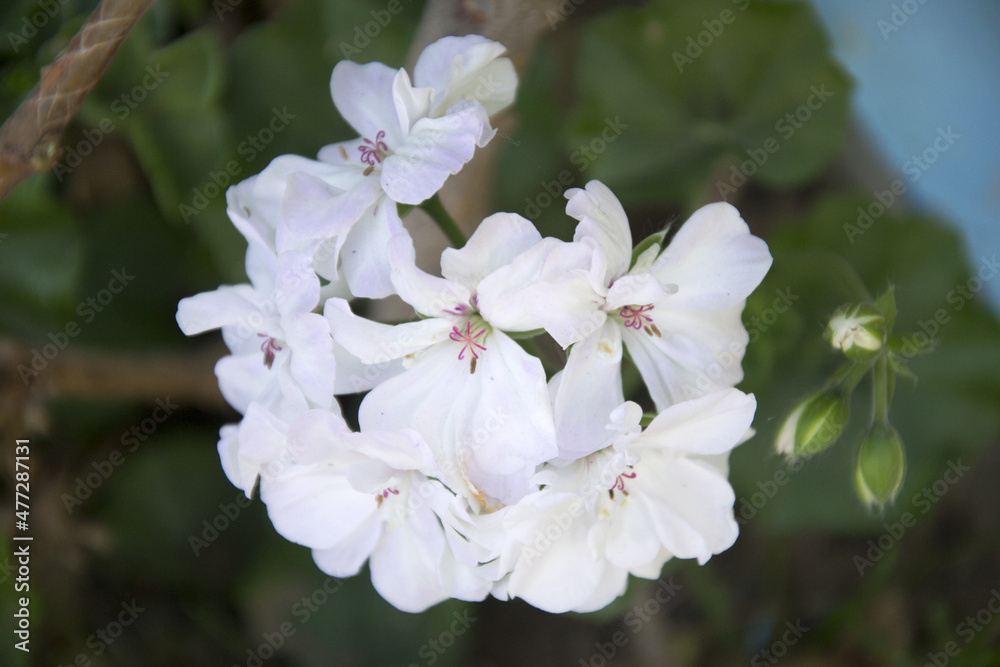 tree blossom tree blossom