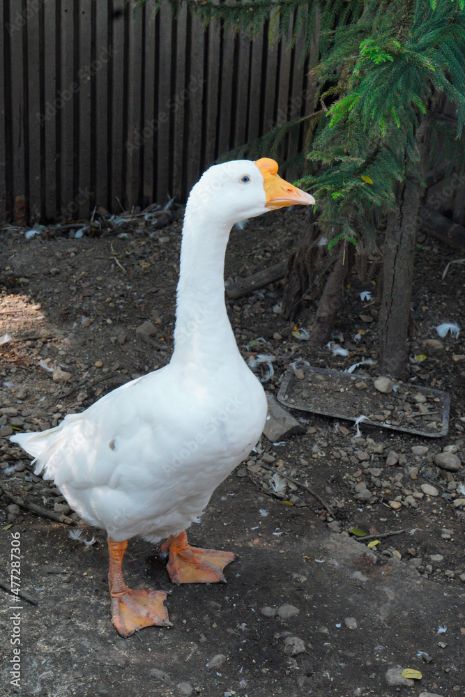 Obraz premium A big white duck walks in the garden.