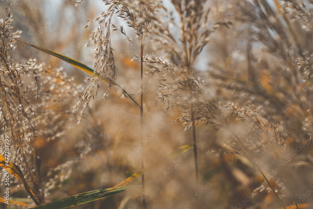 reed reed