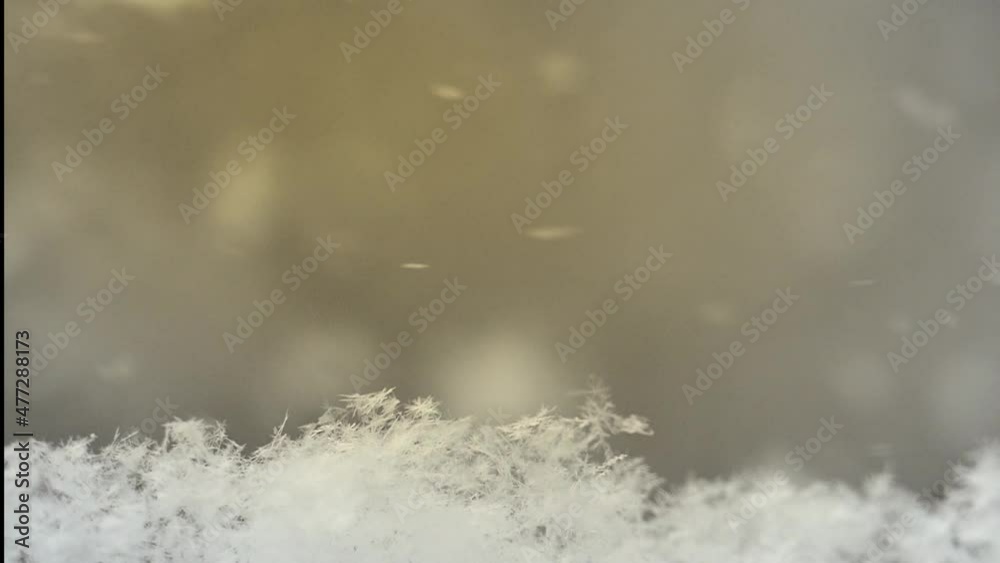 Sunlight breaks in and illuminates falling snowflakes in winter forest Sunlight breaks in and illuminates falling snowflakes in winter forest