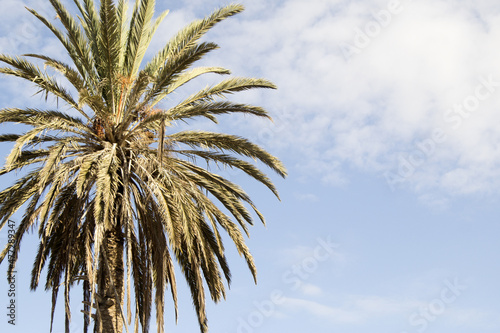 palm tree on blue sky