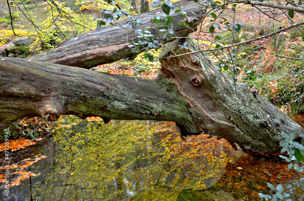 Albergaria forest in autumn in the Peneda Gerês National Park, Portugal Albergaria forest in autumn in the Peneda Gerês National Park, Portugal