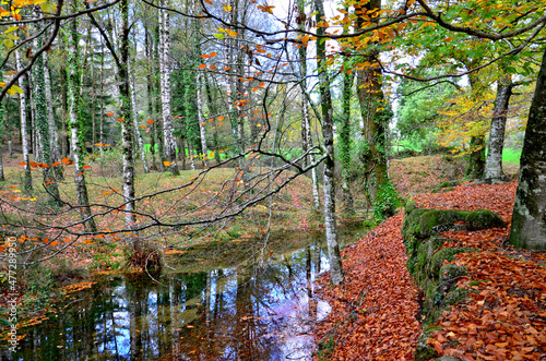 Albergaria forest in autumn in the Peneda Gerês National Park, Portugal photo