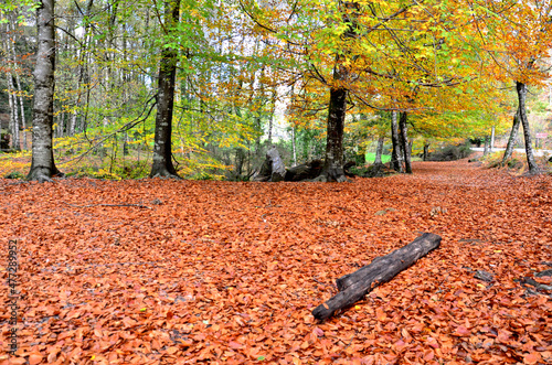 Albergaria forest in autumn in the Peneda Ger  s National Park  Portugal