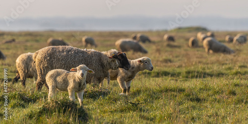 Les moutons d'estran dans la brume en baie de Somme photo