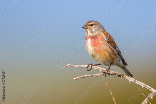 Linotte mélodieuse (Linaria cannabina - Common Linnet)
