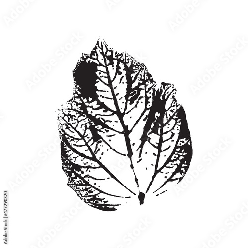 black maple leaves imprints on white background. Hand drawn floral elements. vector foliage stamp