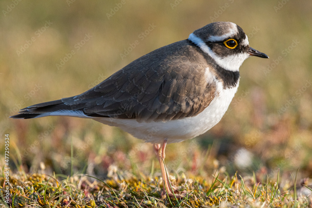 Petit Gravelot (Pluvier petit-gravelot, Charadrius dubius, Little Ringed Plover) Petit Gravelot (Pluvier petit-gravelot, Charadrius dubius, Little Ringed Plover)