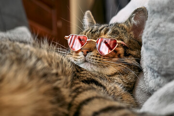Cute funny tabby cat, wearing pink sunglasses a shape of heat, sleeping on couch on big pillow. Dressed pets. Pets like human. Valentine's day.