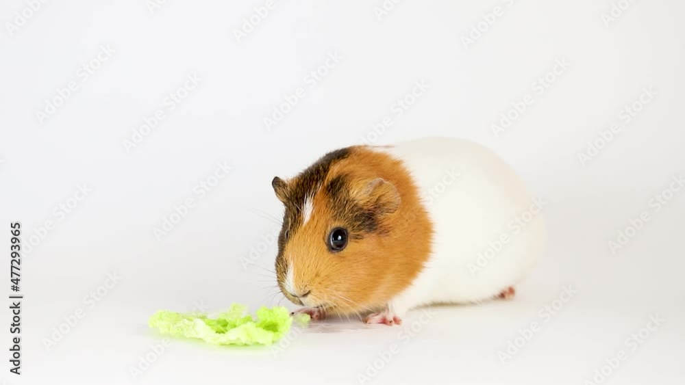 Guinea pig isolated on white background Guinea pig isolated on white background