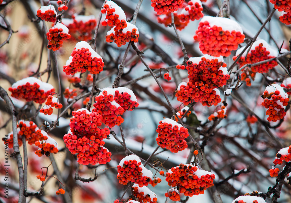 red mountain ash under white snow in winter red mountain ash under white snow in winter