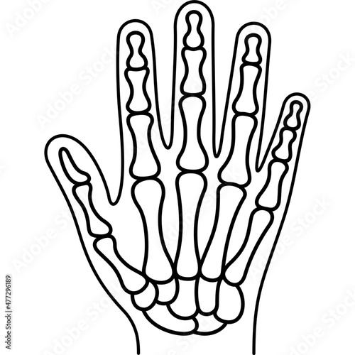 Bones of a human hand and wrist