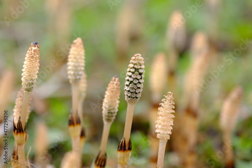 つくし Horsetails
