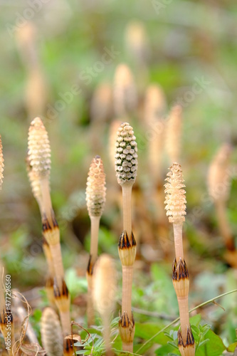 つくし Horsetails