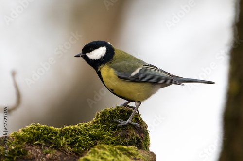 tit on tree