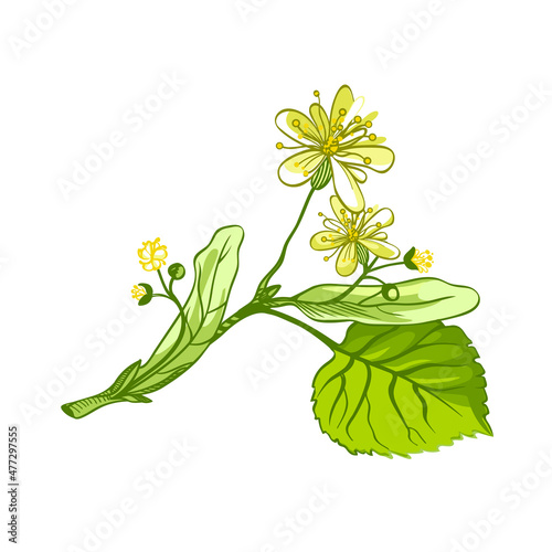 linden herbal illustration. Hand drawn botanical sketch style. Vector illustration. Good for using in packaging - tea, oil, cosmetics etc. 