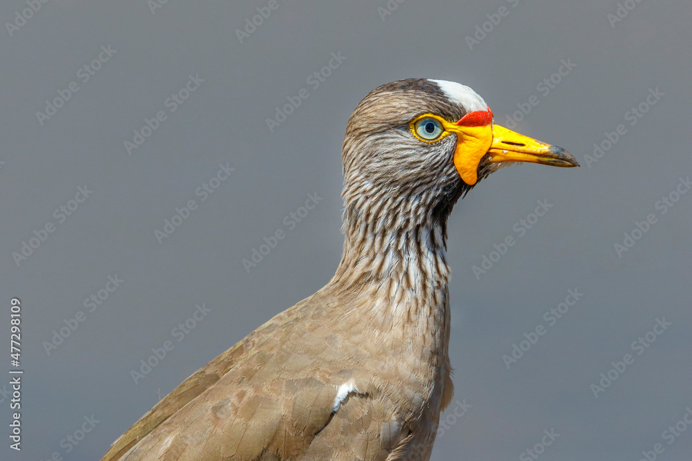 Portrait at a beautiful African Wattled lapwing Portrait at a beautiful African Wattled lapwing