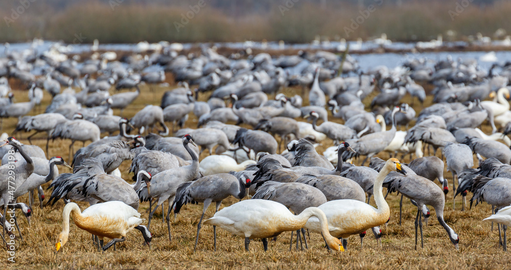 Cranes and Whooper swans in a large flock at the spring on a lake Cranes and Whooper swans in a large flock at the spring on a lake