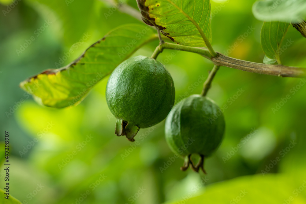 Thai guavas are generally the size of a softball with apple green skin Thai guavas are generally the size of a softball with apple green skin