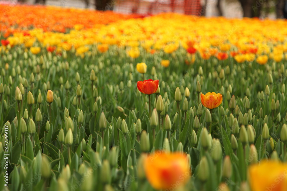 red yellow and orange spring flowers Stock Photo Adobe Stock