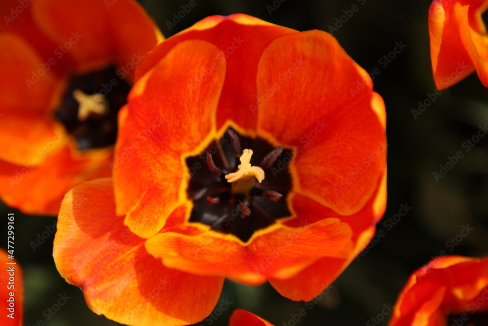 orange blooming flower