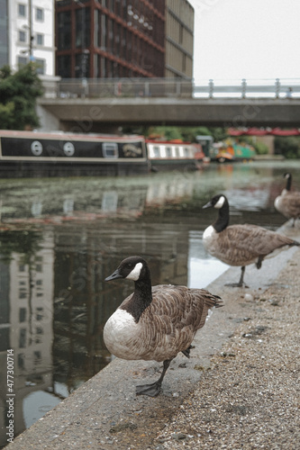 Wallpaper Mural 3 ducks standing near London canals. Torontodigital.ca