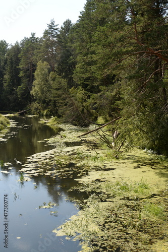 The Nerl River in the Yaroslavl region. Russia photo