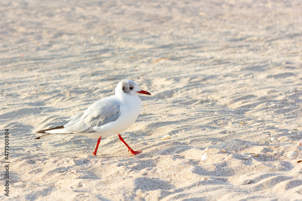 A seagull walks along the sandy beach. Seaside. A seagull walks along the sandy beach. Seaside.